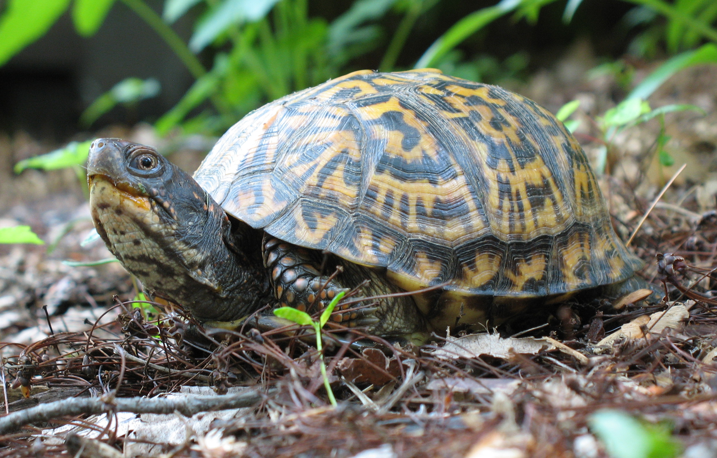 Eastern Box Turtle — Ann Arbor Hands-On Museum and Leslie Science